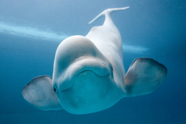 White dolphin swimming blue ocean free wallpaper - medium preview image