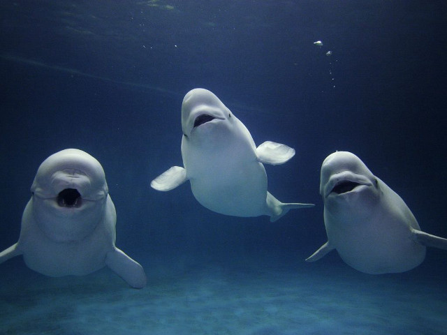 Three white sharks blue ocean free wallpaper - medium preview image