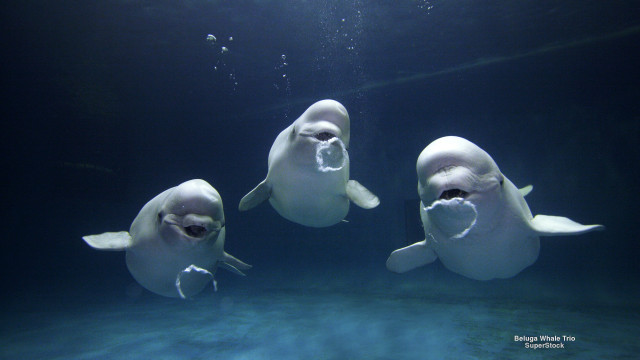 Three white dolphins swimming mouths free wallpaper - medium preview image