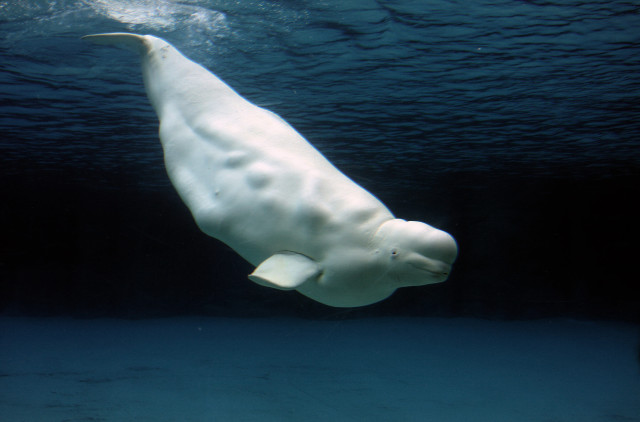 Polar bear swimming ocean water free wallpaper - medium preview image
