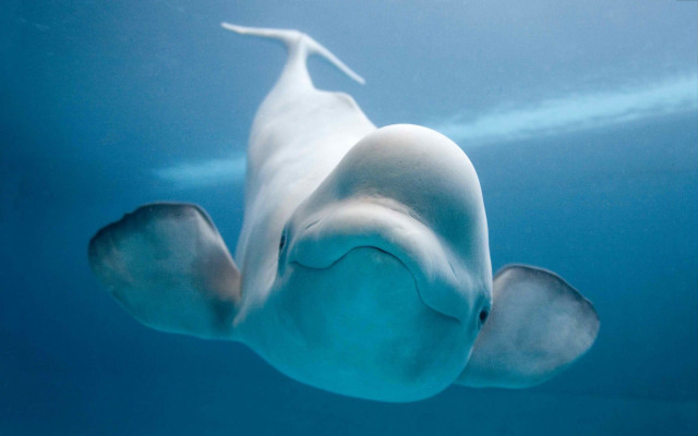White dolphin underwater blue ocean free wallpaper - medium preview image