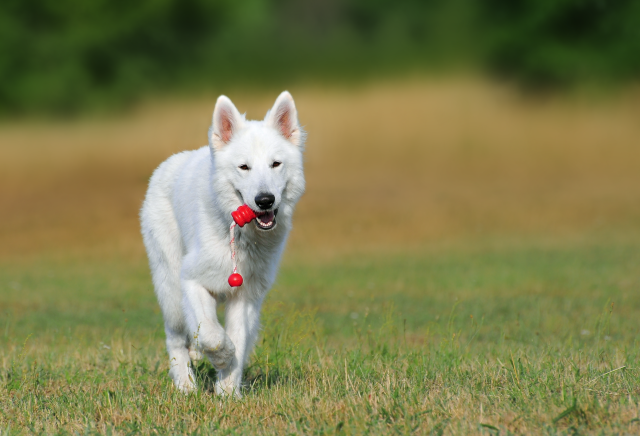 White dog running field red free wallpaper - medium preview image