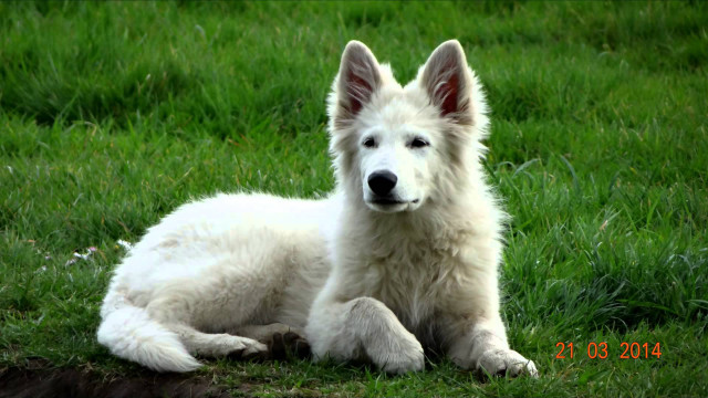 White dog grass sad looking free wallpaper - medium preview image