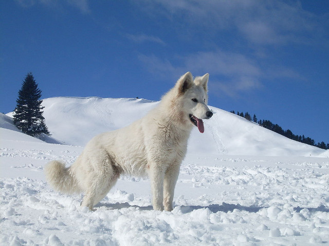 White dog snow tongue out free wallpaper - medium preview image
