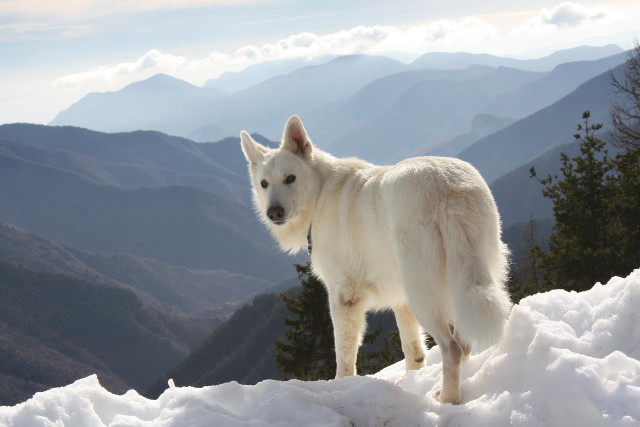 White dog snow covered slope free wallpaper - medium preview image