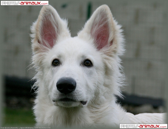 White dog black nose sad free wallpaper - medium preview image