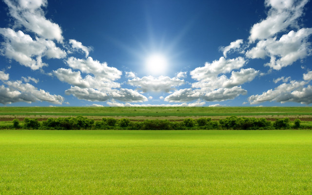 Sunny field grass trees bushes #3 free wallpaper - medium preview image