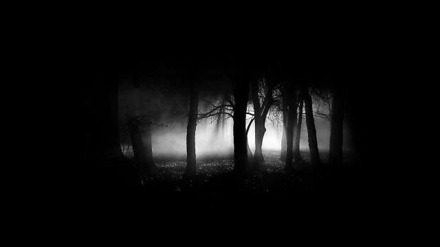 Dark forest fog trees night #2 free wallpaper - medium preview image