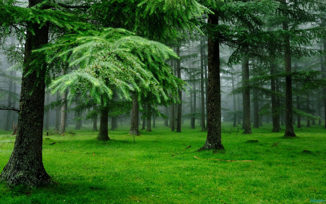 Forest trees grass foreground fog free wallpaper - medium preview image