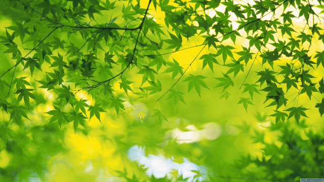 Green tree leaves sunlight daytime free wallpaper - medium preview image