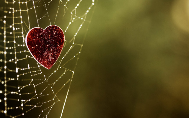 Spider web heart dewdrops center free wallpaper - medium preview image