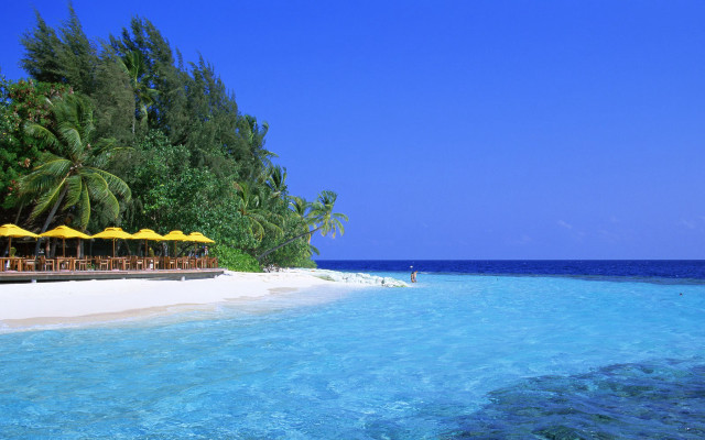 Tropical beach umbrellas palm trees free wallpaper - medium preview image