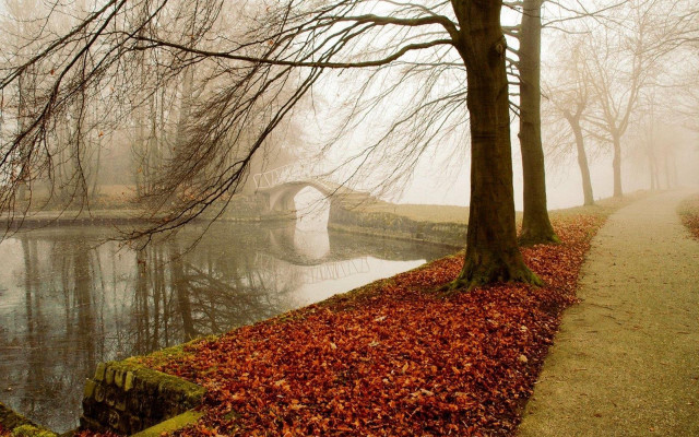 Foggy bridge river autumn leaves free wallpaper - medium preview image