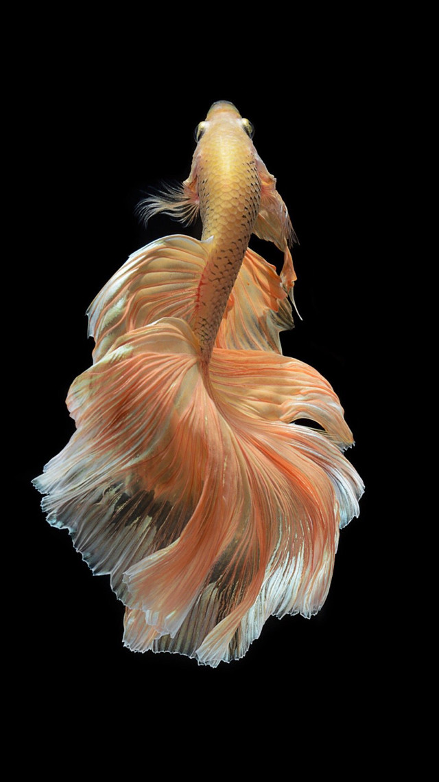 Siamese fish black background white free wallpaper - medium preview image