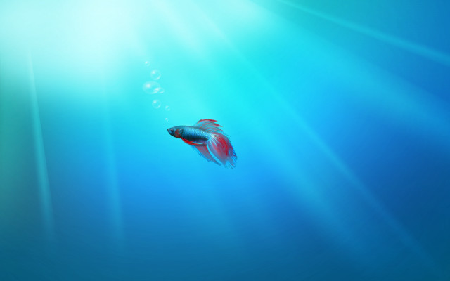 Fish swimming blue water sunlight free wallpaper - medium preview image