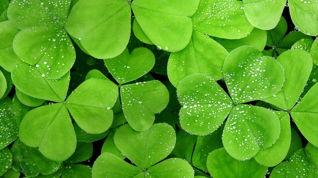 Close up green leaves water #2 free wallpaper - medium preview image