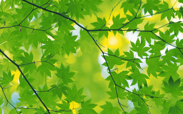 Green leafy tree yellow background free wallpaper - medium preview image