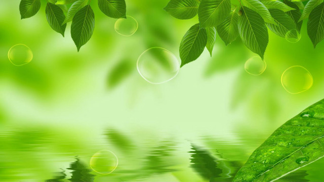 Green background leaves water drops free wallpaper - medium preview image