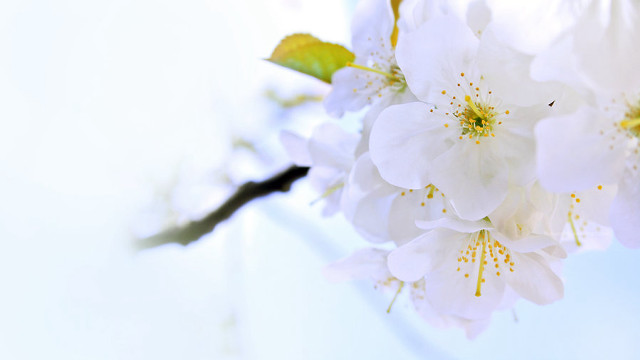 Flowers close up tree branch free wallpaper - medium preview image