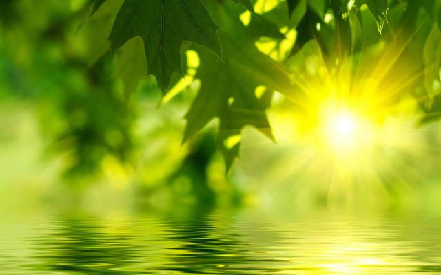 Green leaf water reflection sunlight free wallpaper - medium preview image