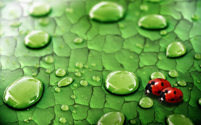 Ladybug green leaf water drops #2 free wallpaper - medium preview image