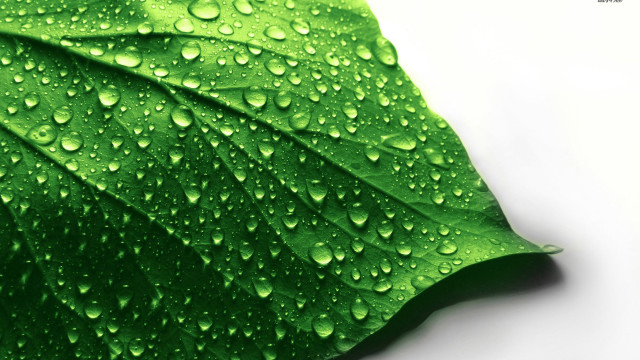 Green leaf water droplets macro #14 free wallpaper - medium preview image