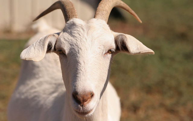 Goat long horns field grass free wallpaper - medium preview image