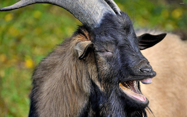 Goat large horns field grass free wallpaper - medium preview image