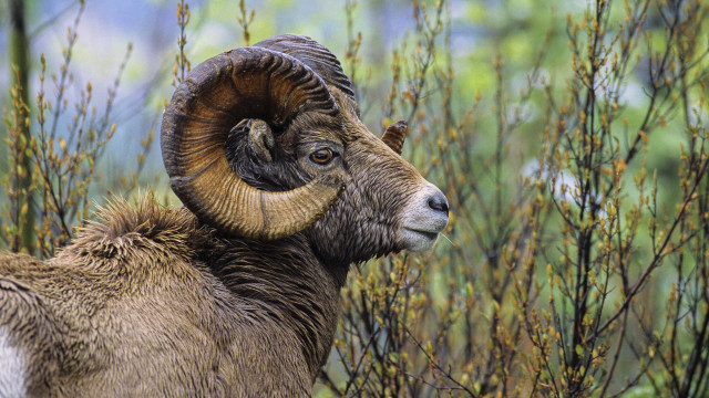 Ram horns field tallgrass forest free wallpaper - medium preview image