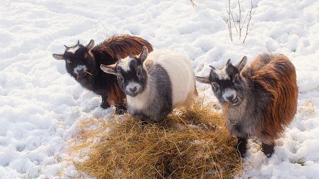 Three goats hay snow winter free wallpaper - medium preview image