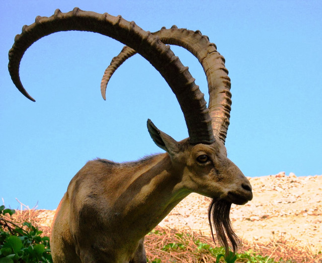 Goat long horns hill sky free wallpaper - medium preview image