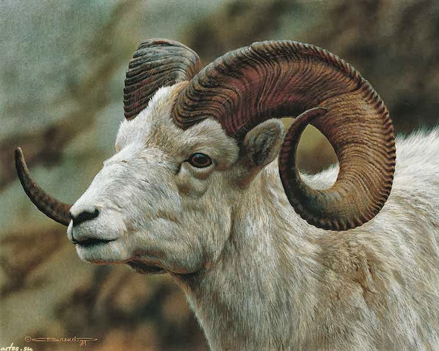 Goat large horns rocky area free wallpaper - medium preview image