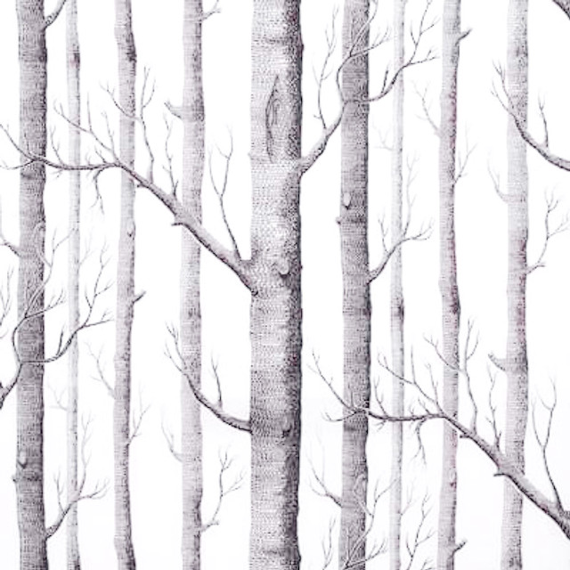 Forest trees bare branches no free wallpaper - medium preview image