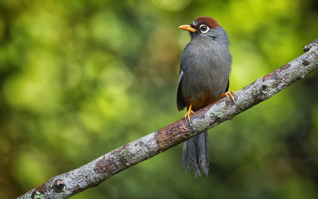 Bird forest duck depth of free wallpaper - medium preview image