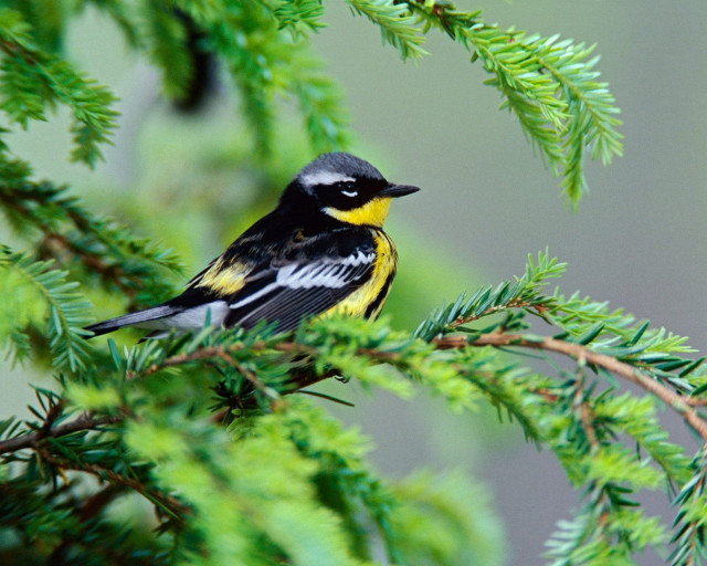 Bird perched branch tree needles free wallpaper - medium preview image