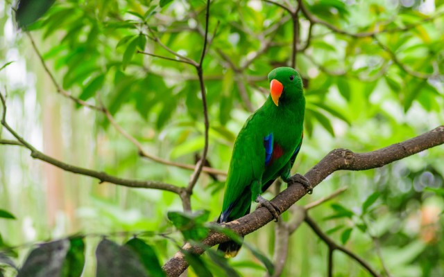 Green bird sitting branch tree #2 free wallpaper - medium preview image