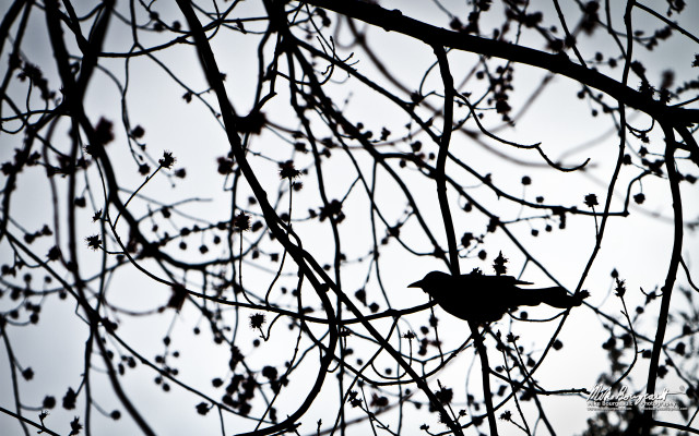 Bird branch tree leaves berries free wallpaper - medium preview image