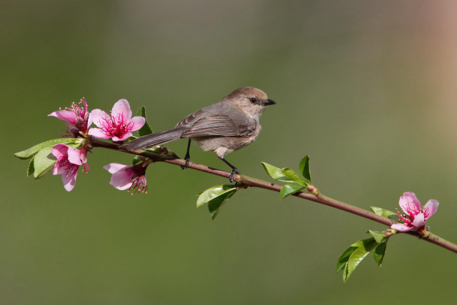 Bird branch pink flowers blurry #2 free wallpaper - medium preview image