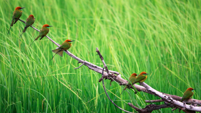 Birds branch field grass green free wallpaper - medium preview image