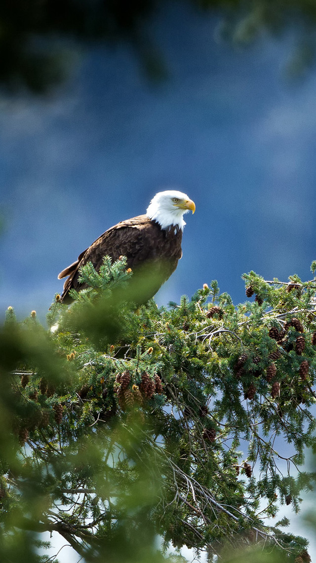 Bald eagle tree branch blue free wallpaper - medium preview image