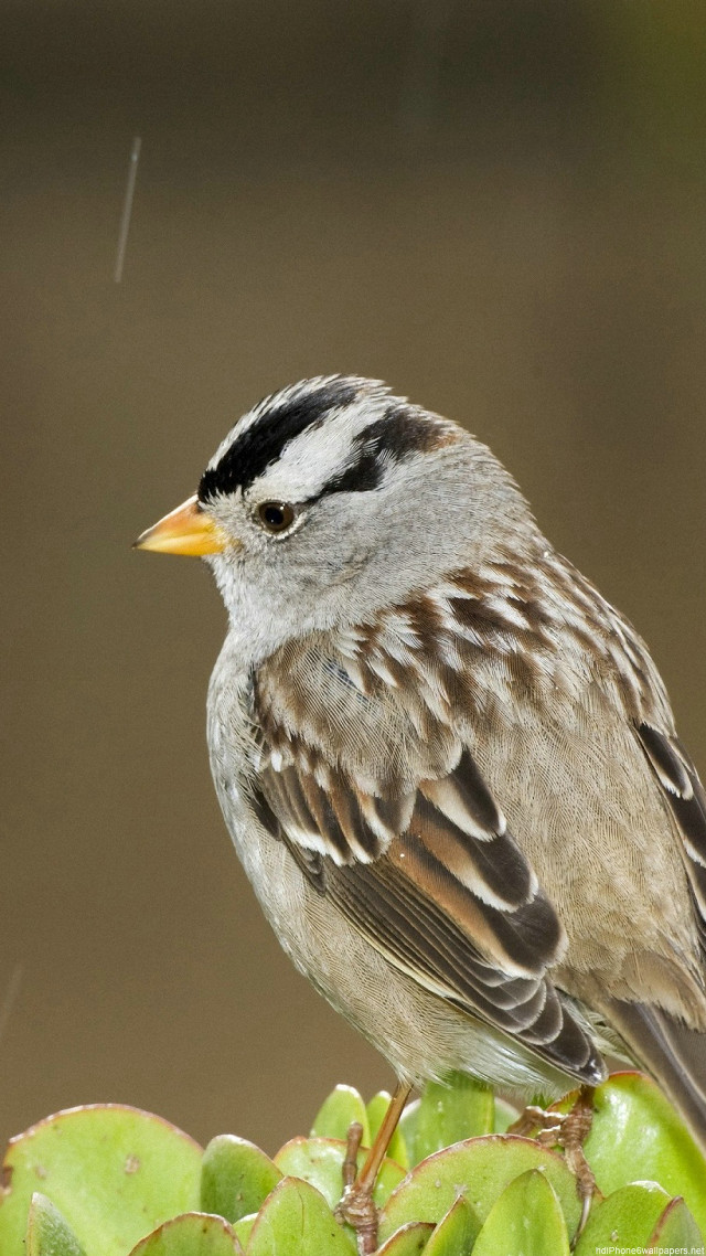 Bird sitting small plant rain free wallpaper - medium preview image