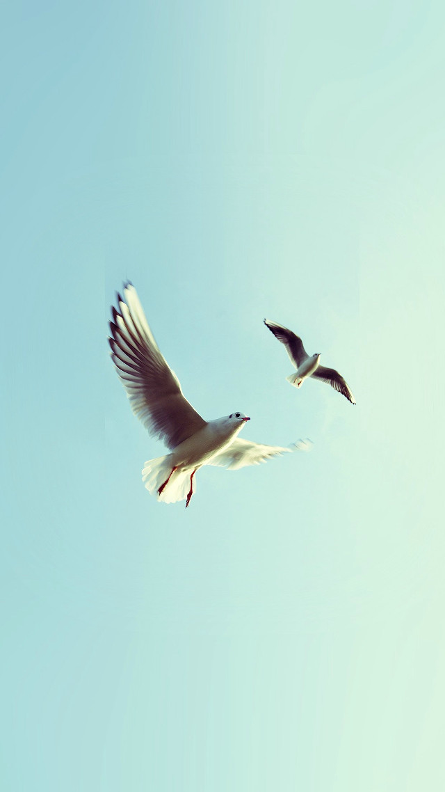 Two birds flying blue sky #2 free wallpaper - medium preview image
