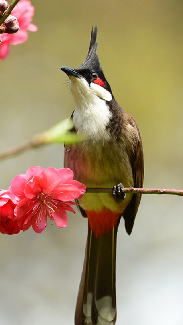 Bird perched branch pink flowers #6 free wallpaper - medium preview image