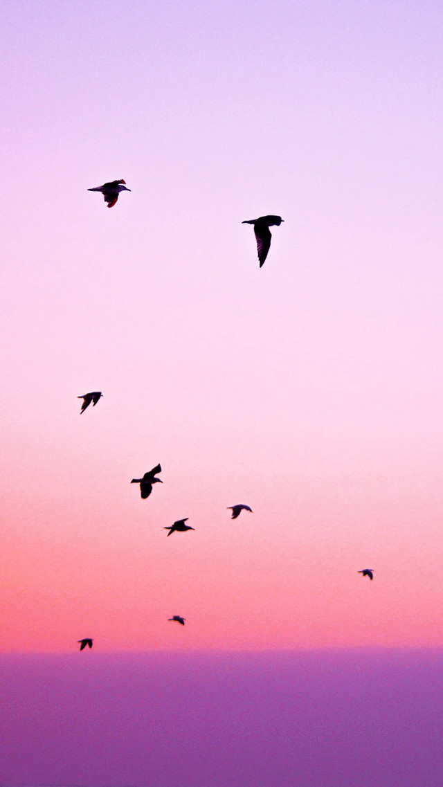 Flock birds flying sky sunset free wallpaper - medium preview image