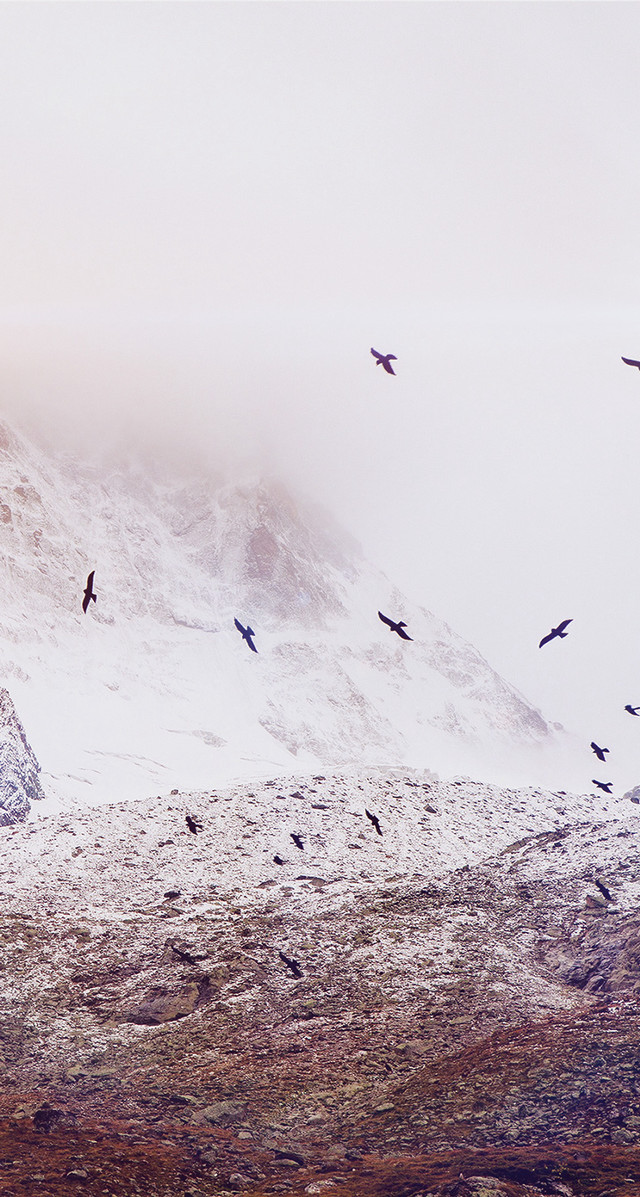 Flock birds flying snow covered free wallpaper - medium preview image