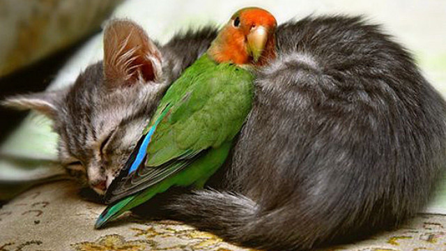 Cat sleeping bird pillow chair free wallpaper - medium preview image