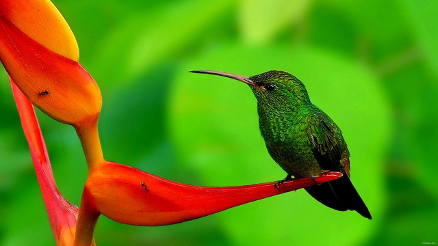 Hummingbird perched flower green background free wallpaper - medium preview image