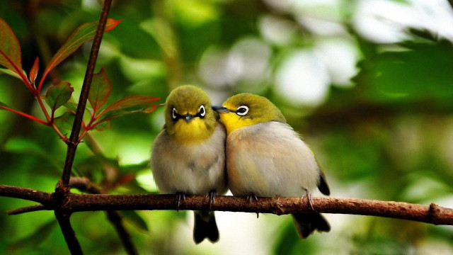 Small birds branch leaves closed free wallpaper - medium preview image