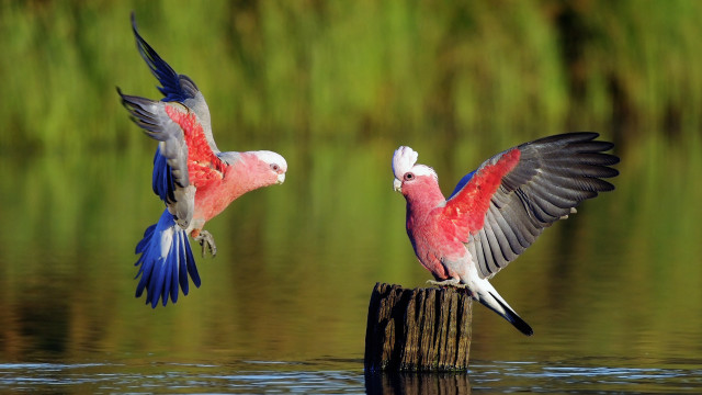 Birds perched wooden post marsh free wallpaper - medium preview image