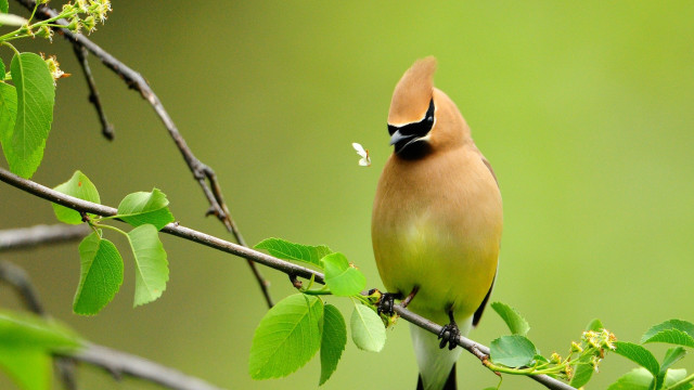 Bird black beak branch leaves free wallpaper - medium preview image